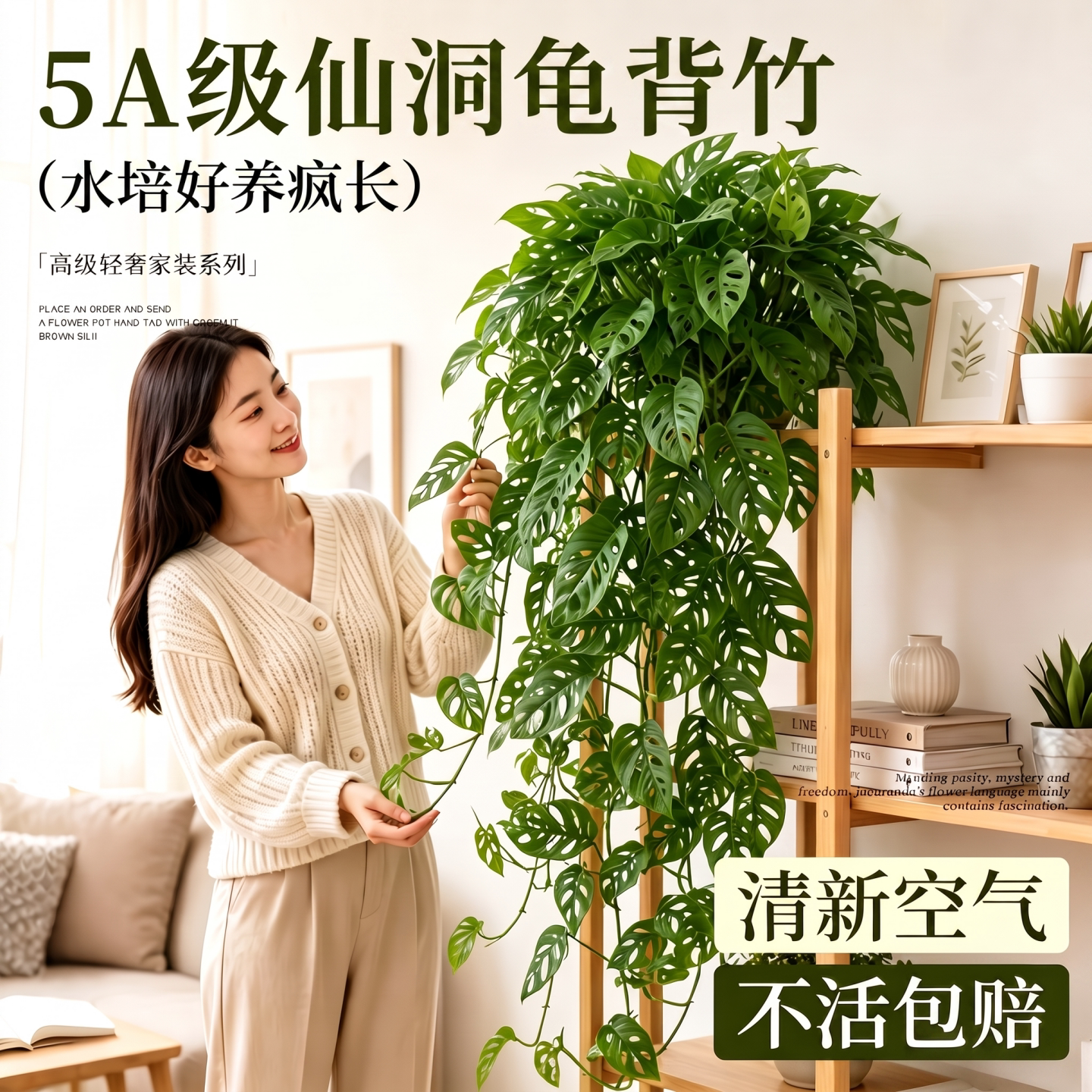 【全网热销10W+】仙洞龟背竹盆栽图片