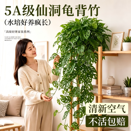 仙洞龟背竹盆栽长藤垂吊水培绿植物室内耐阴四季好养易活净化空气