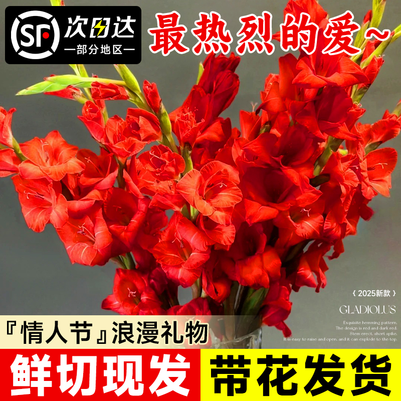 【情人节花束鲜花】剑兰鲜花