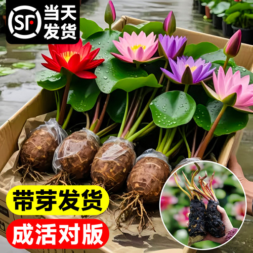 睡莲根块水培花卉池塘小河