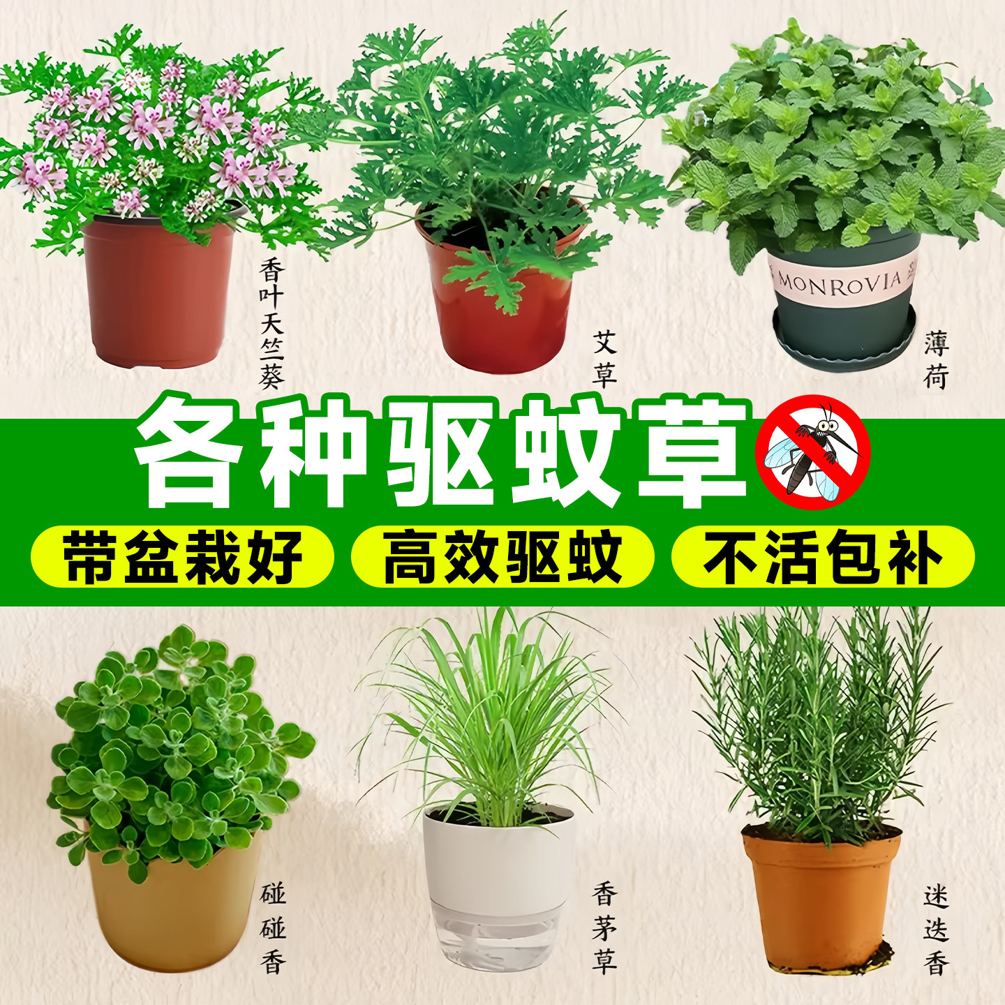 驱蚊草植物盆栽室内外香叶天竺葵苗薄荷蚊子克星绿植物防蚊虫祛蚊