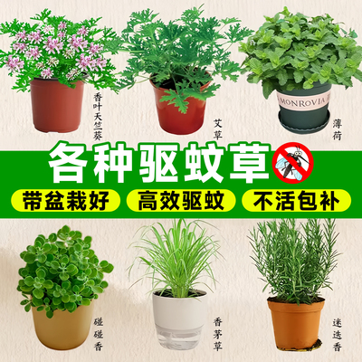 驱蚊草盆栽植物室内外蚊子克星