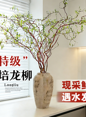 龙柳鲜枝水培植物雪柳干枝带花苞柳条枝客厅绿植花卉室内盆栽好养
