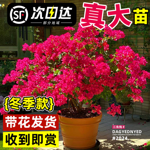 重瓣带花！三角梅盆栽耐寒阳台院
