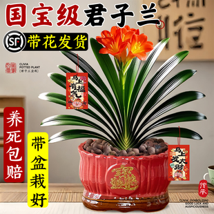 君子兰盆栽精品名贵国宝级特大年宵花卉带花苞室内绿植物高端花盆