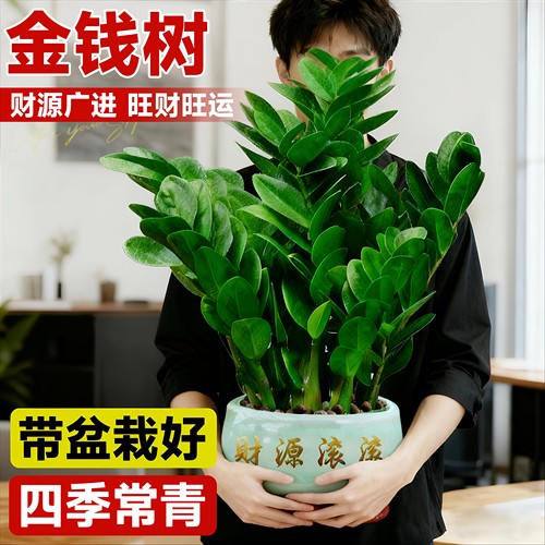 金钱树客厅大花盆栽室内绿植