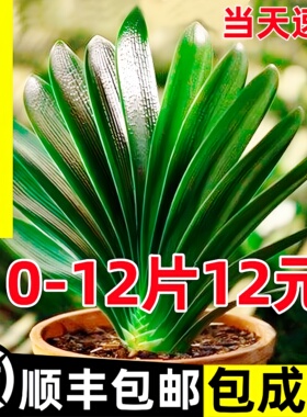 精品君子兰盆栽带花苞客厅十大名贵花卉植物室内易活四季兰花小苗