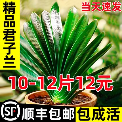 精品君子兰盆栽带花苞客厅十大名贵花卉植物室内易活四季兰花小苗