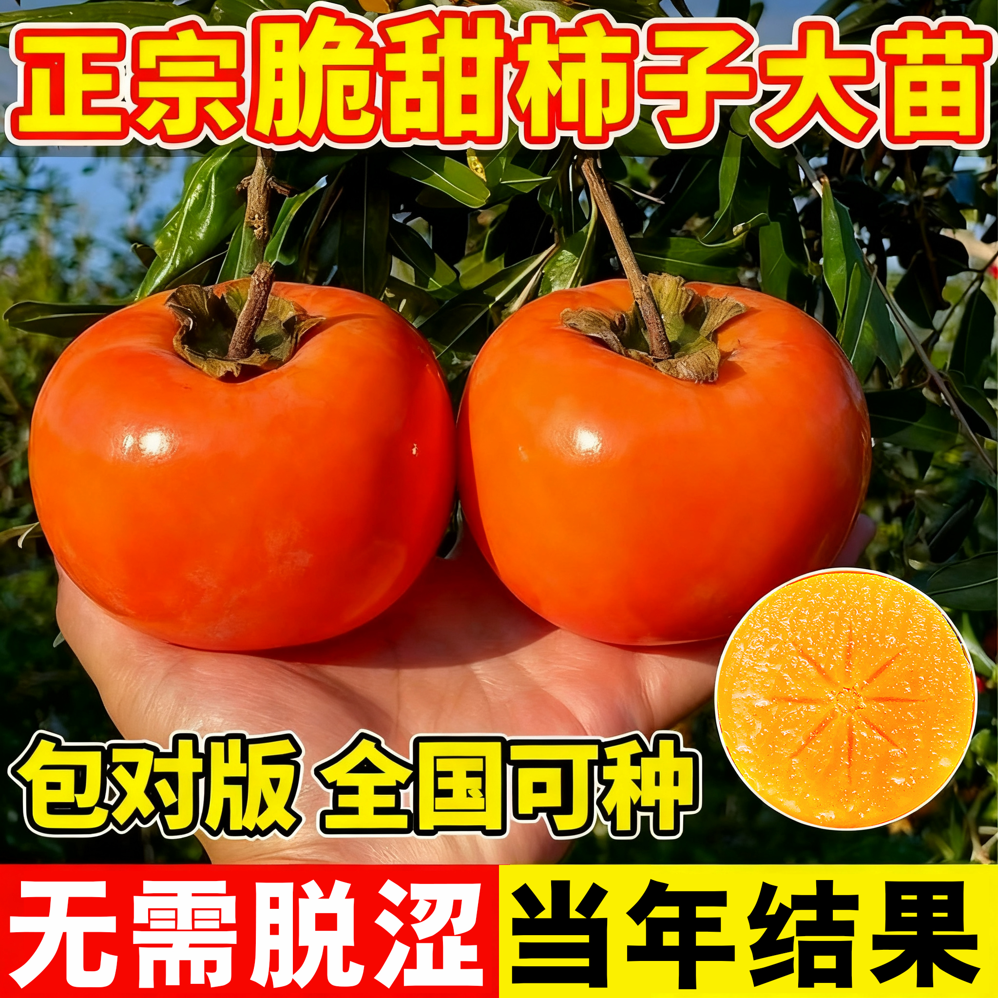 【当年结果】柿子树果苗嫁接盆栽