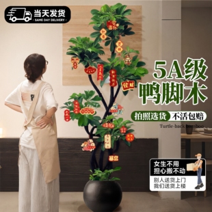 造型鸭脚木客厅大盆栽鸭掌木室内落地式高级感大型绿植物真花好养