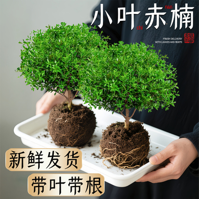 养一棵树桌面小绿植