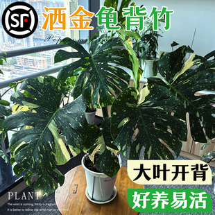 洒金龟背竹白锦水培植物室内好养绿植老桩客厅大叶盆栽除甲醛春羽