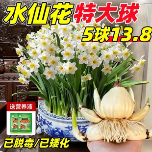 漳州水仙花种球水培盆栽植物带花苞室内水养冬季 花卉郁金香年宵花