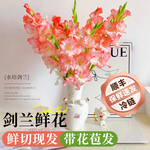 剑兰鲜花云南基地直发玫瑰百合花卉家用插花鲜切花真花超长花期