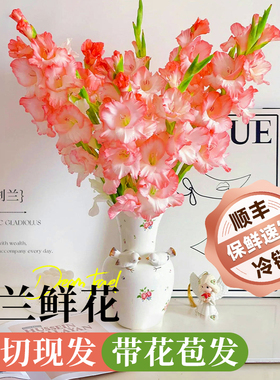 剑兰鲜花云南基地直发玫瑰百合花卉家用插花鲜切花真花超长花期