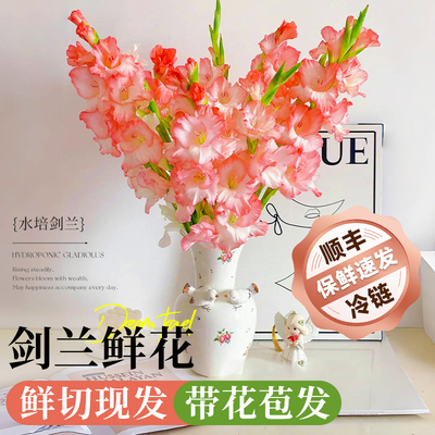 【买6送2】A级剑兰鲜花云南直发
