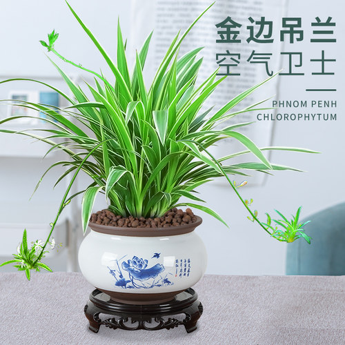 吊兰阳台茶几客厅无金边盆