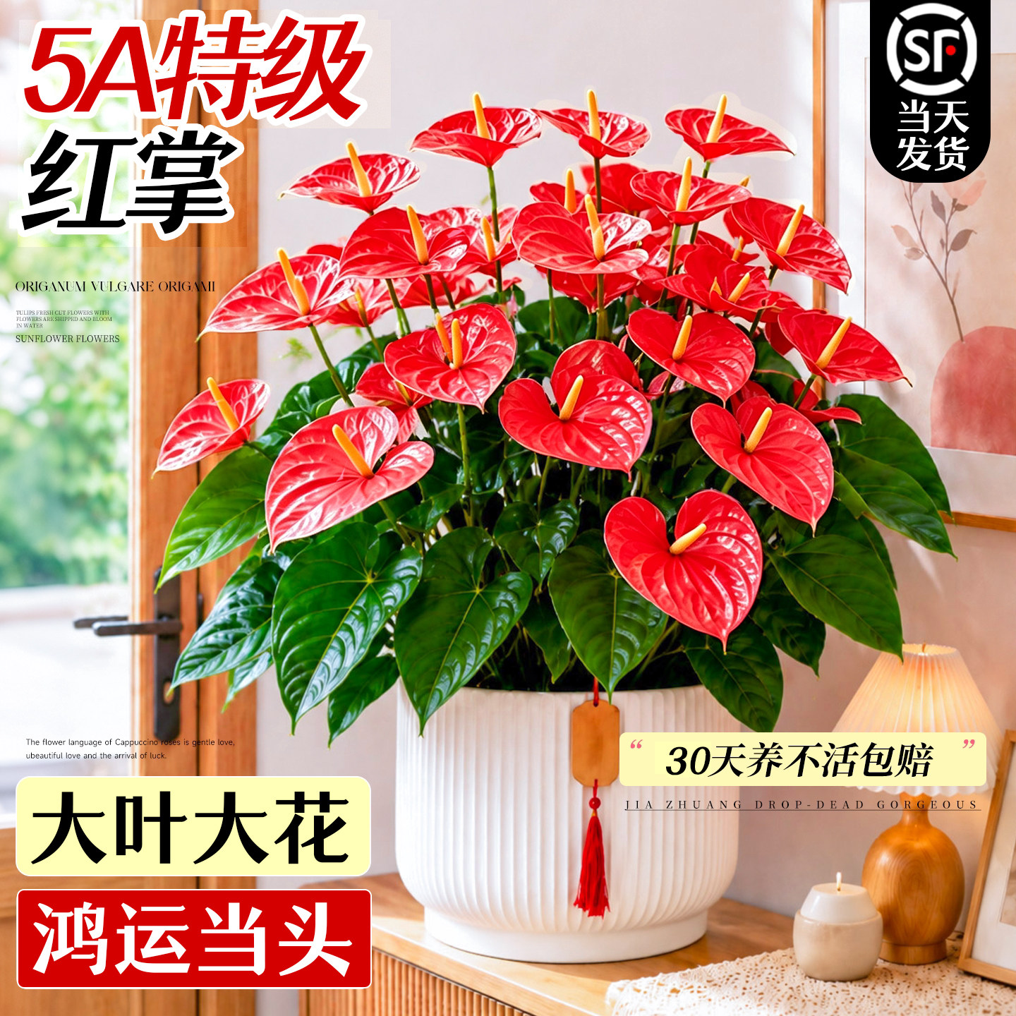 红掌盆栽带花绿植室内桌面花卉图片
