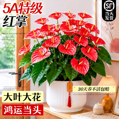 红掌盆栽带花绿植室内桌面花卉