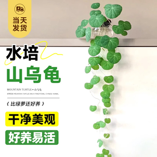 爬藤山乌龟植物金不换水培室内红藤圆叶种球观叶绿植阳台庭院盆景