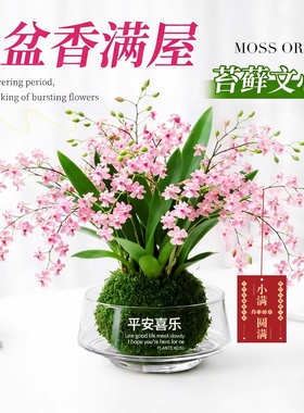 香水梦香文心兰带花苞盆栽梦香兰花卉绿植物水培室内盆栽兰花好养