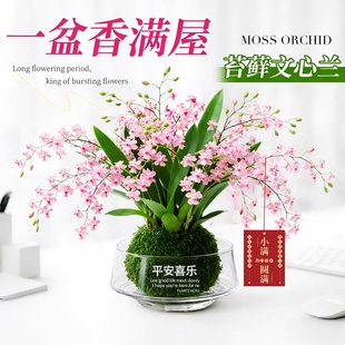 香水梦香文心兰带花苞盆栽梦香兰花卉绿植物水培室内盆栽兰花好养
