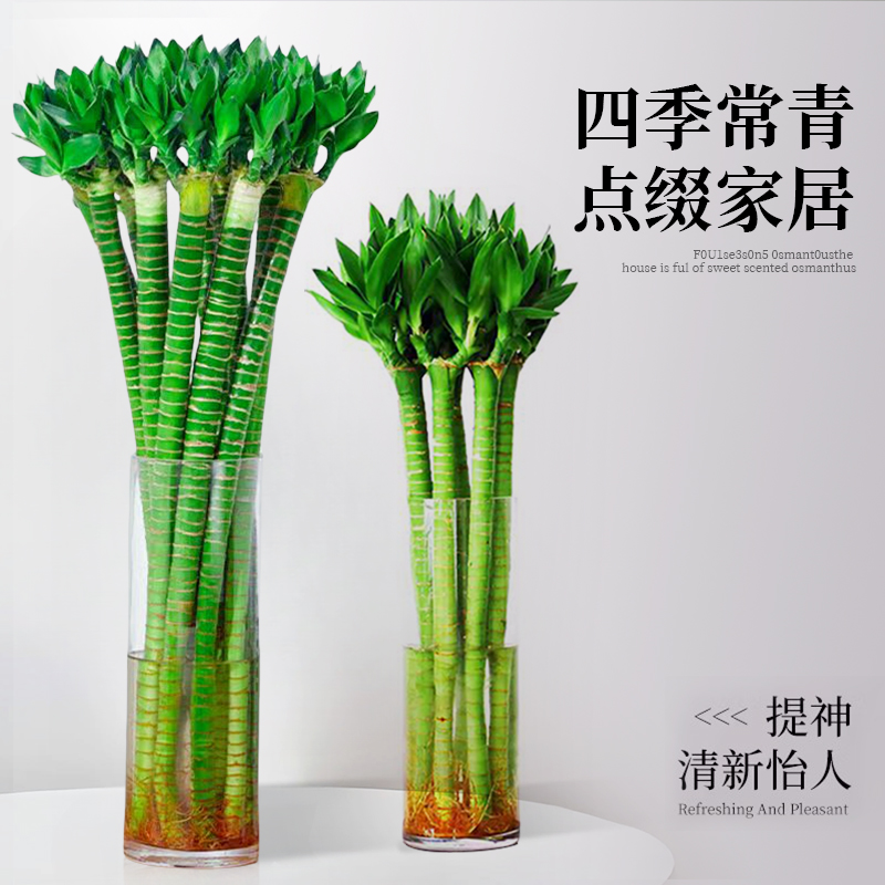 【免费试种】龙竹客厅招财富贵竹