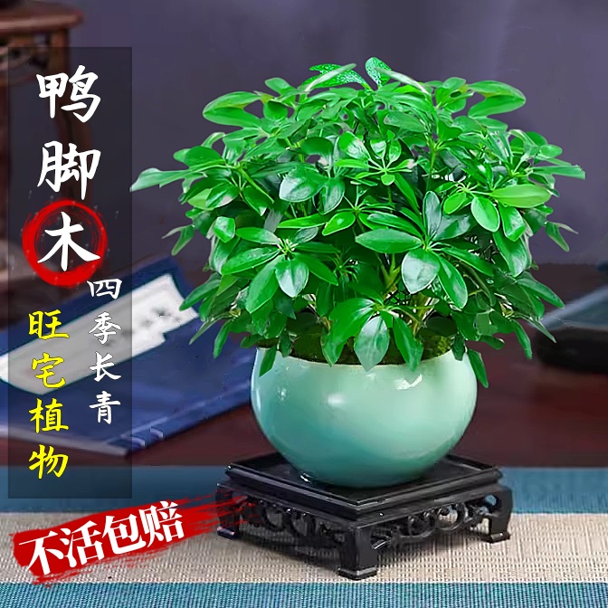 八方来财鸭脚木盆栽植物室