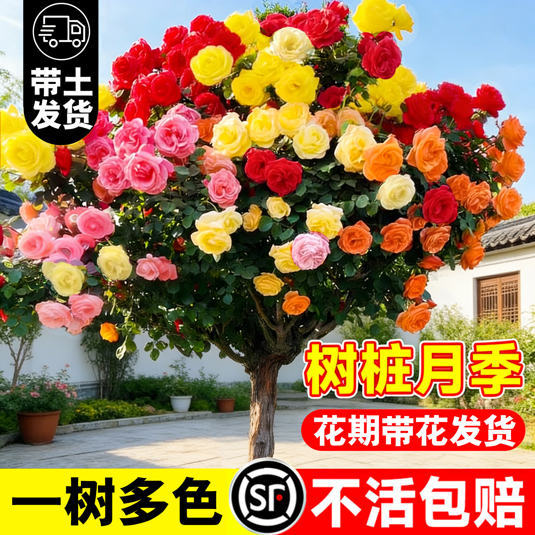棒棒糖树桩月季四季开花特大花卉盆栽庭院阳台玫瑰花树苗好养植物