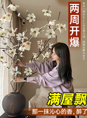 水培玉兰花鲜切枝带花苞红梅干枝水养鲜花卉室内好养耐寒植物盆栽