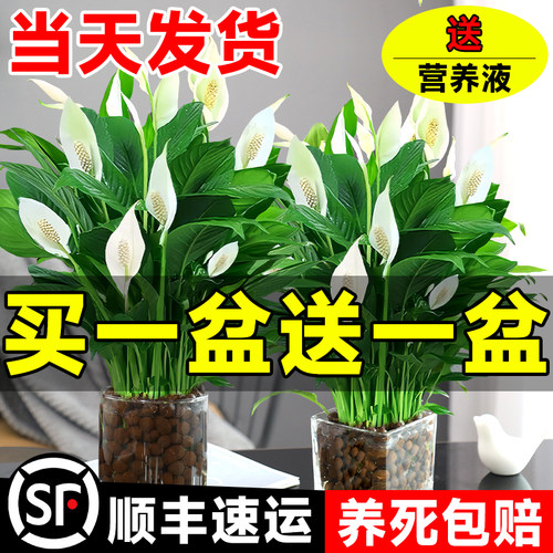 高评分！白掌客厅招财水培绿植物