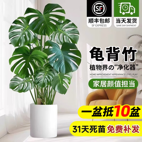 精品大叶龟背竹客厅大盆栽办公室