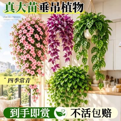 【全网热销10W+】垂吊植物大全
