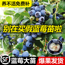 蓝莓树果苗蓝莓苗盆栽地栽果苗带大果南北方种植苗兔眼绿宝石果树