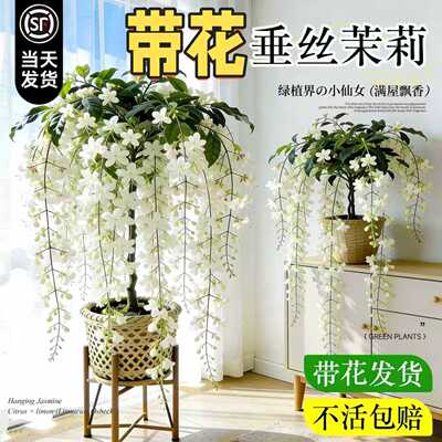 【当天发货】特大垂丝茉莉盆栽