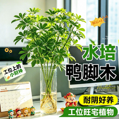 鸭脚木水培植物办公室桌面盆栽