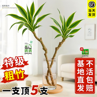 美人桩水培植物巴西木水养绿植室内盆栽好养花卉客厅桌面盆景摆件