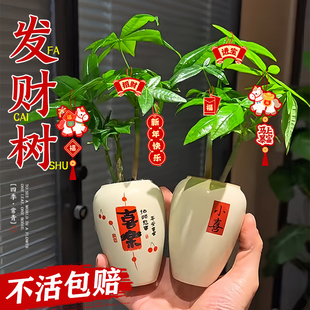 发财树小盆栽室内绿植办公室桌面奶油风盆栽好养活四季常青净空气