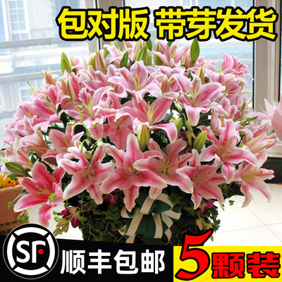 【带芽大球】包对版香水百合种球