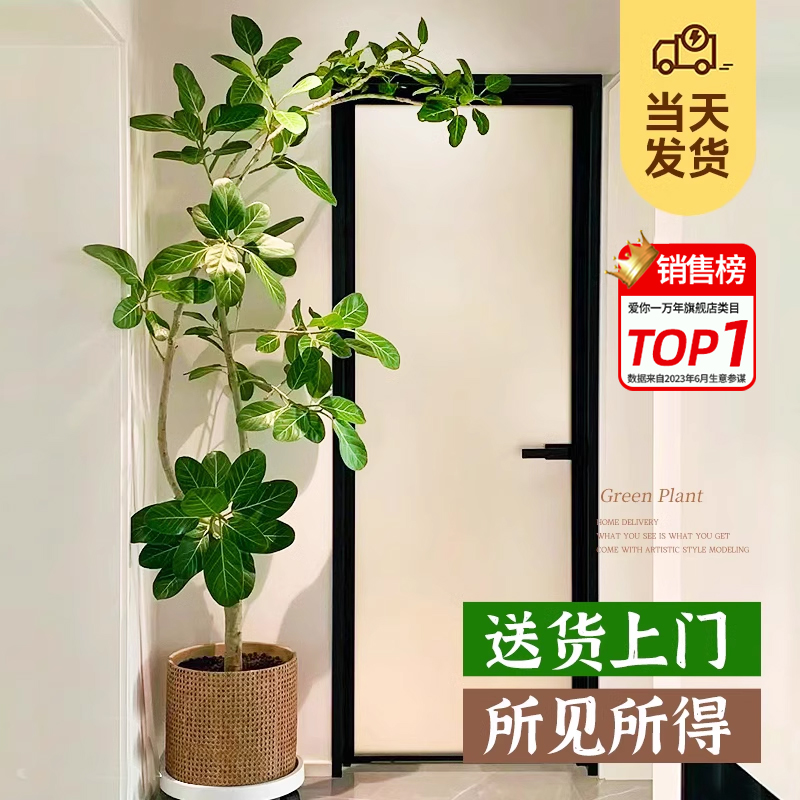 网红孟加拉榕盆栽客厅绿植