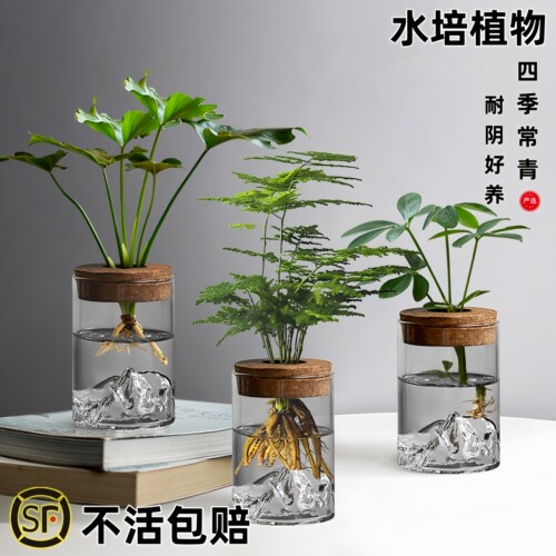 高端文竹盆栽水培植物办公室桌面绿植小摆件室内净化空气懒人好养
