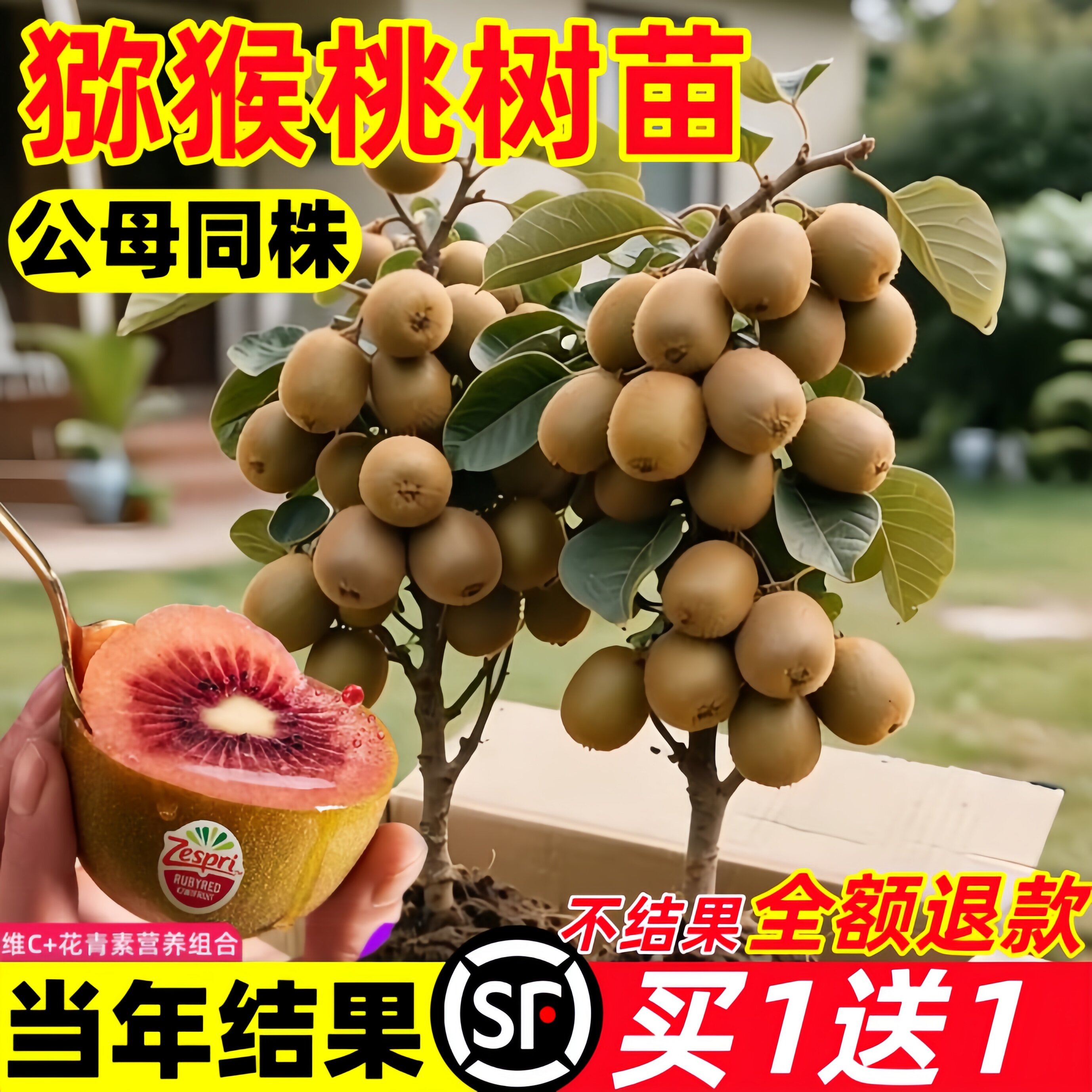 猕猴桃树果苗公母同株图片