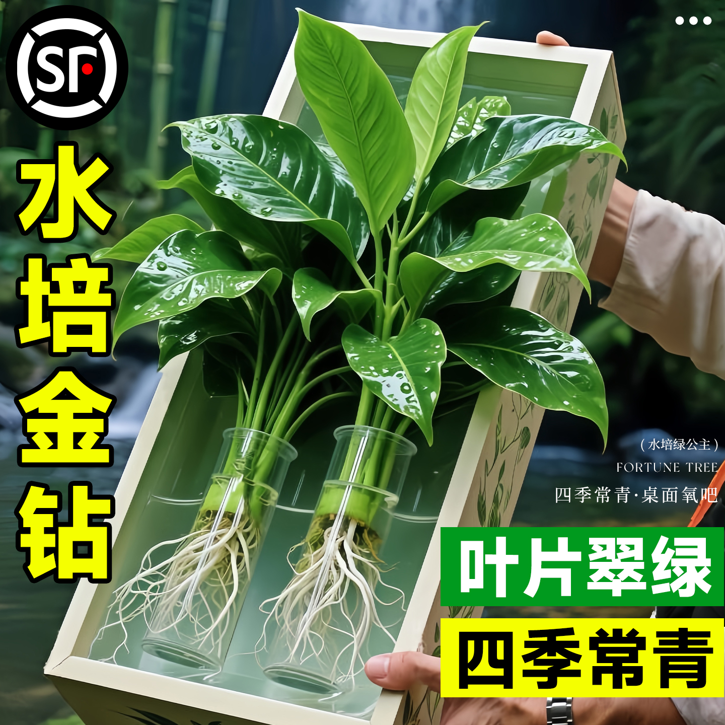 【热销爆款】大金钻盆栽水培植物