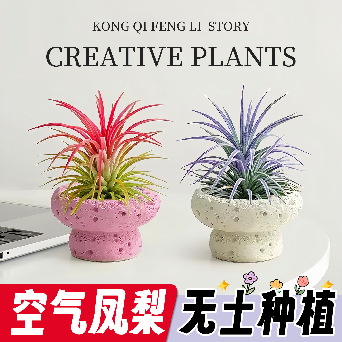 空气凤梨植物无土盆栽办公室内桌面小绿植创意摆件微景观懒人好养