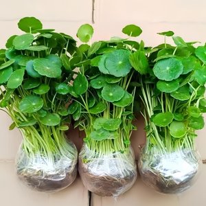 【真源头真便宜】精品大叶铜钱草