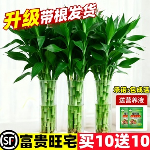 带根富贵竹水培植物客厅招财花卉绿植室内盆栽水养活转运竹文昌竹