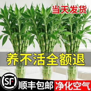 富贵竹水培植物客厅招财文昌竹花卉绿植盆栽室内好养粗杆带根竹子
