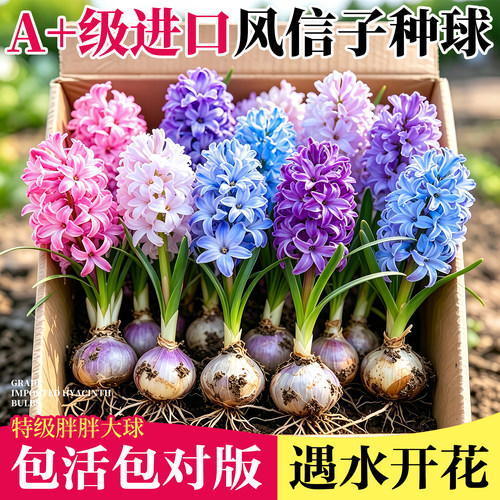 【全网热销】风信子种球水培套装