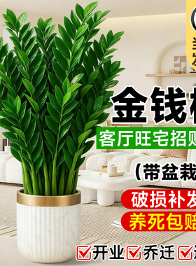 金钱树客厅大花盆盆栽钱串子旺宅办公室内大型绿植物乔迁开业送礼