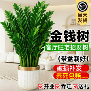 金钱树客厅大花盆盆栽钱串子旺宅办公室内大型绿植物乔迁开业送礼